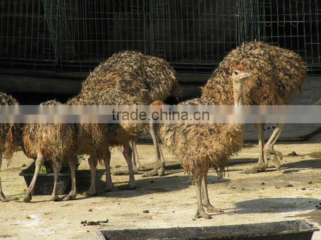 Egg hatching machine price