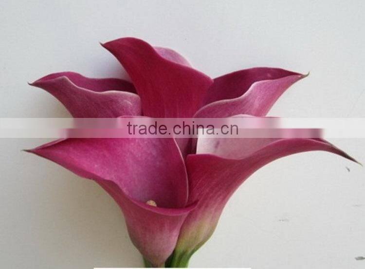 Various new coming flower calla lily with 2 flowers for decoration
