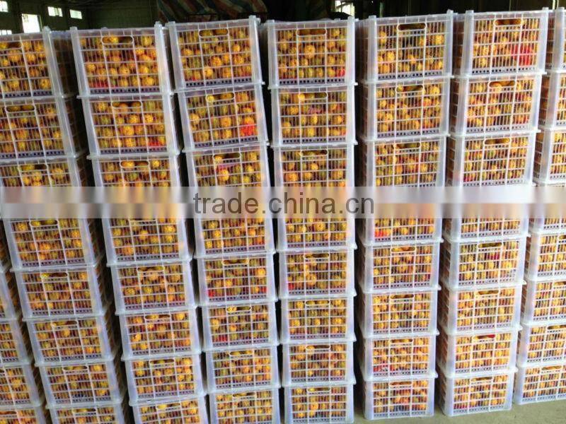 citrus fruit baby mandarin orange