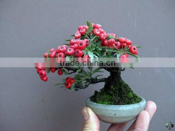 6 inch Stainless steel mini garden bonsai pruning tools