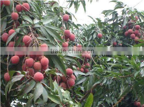 Fresh The King of Litchi(LanZhu) From Fujian China