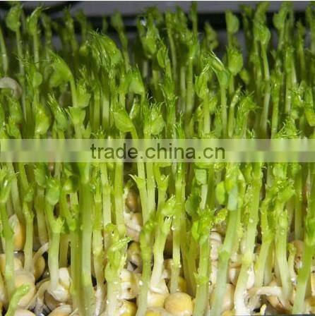 garlic sprout/bean sprout making machine