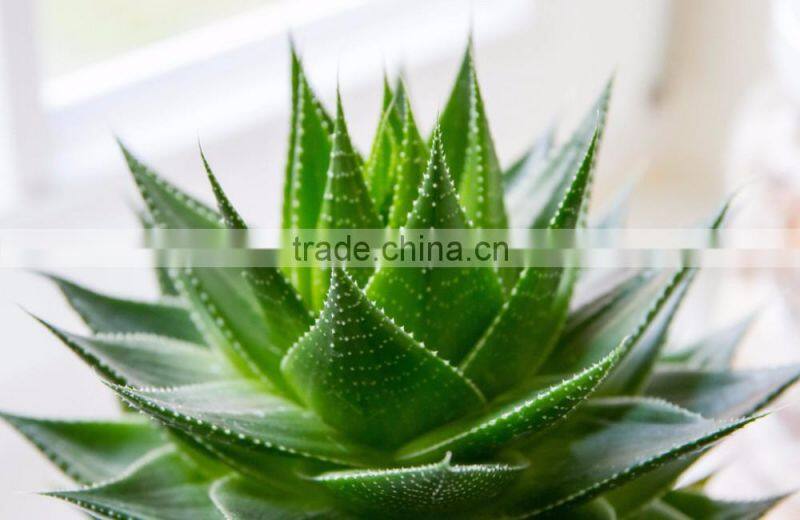 Aloe Vera Aloe Vera Gel