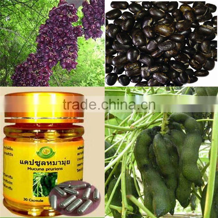 Male Erection Velvet Bean /Mucuna pruriens