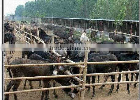 KL-360 feed pellets mill press