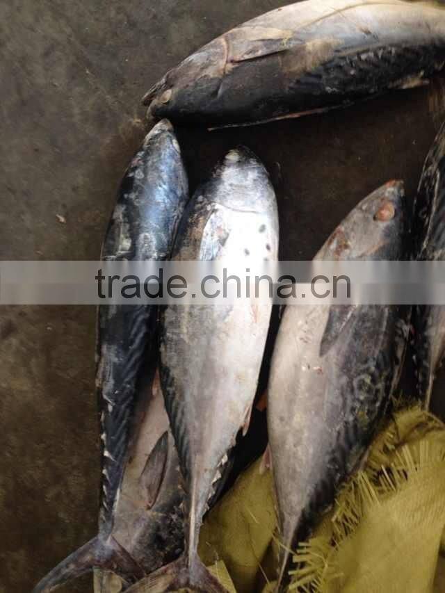 300-500g Frozen bonito tuna fish