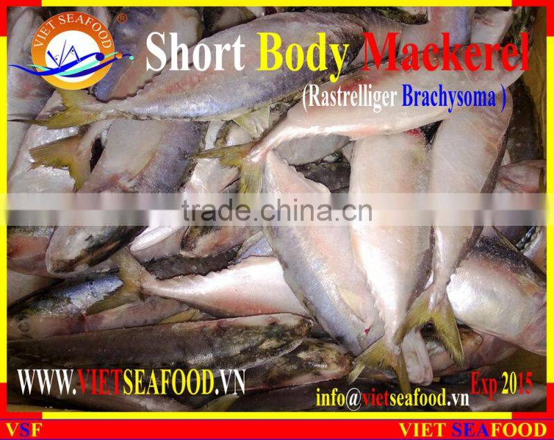 FROZEN SHORT BODY MACKEREL W/R