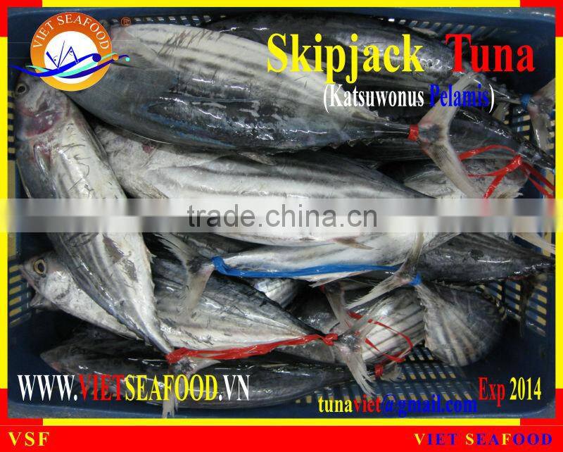 FROZEN W/R SKIPJACK TUNA