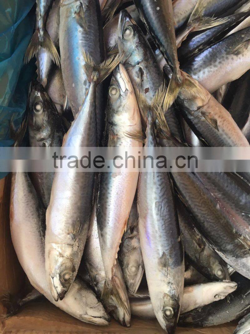2016 New Caught Frozen Pacific Mackerel