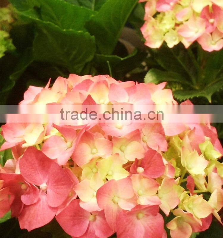 Factory hotsell hydrangea bundle