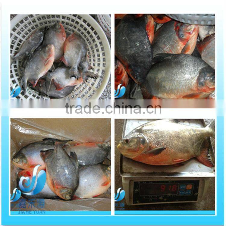 Frozen golden pomfret/pompano whole round