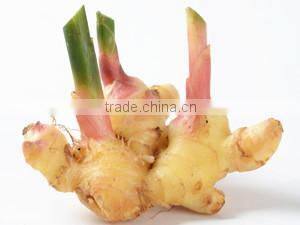 OEM instant honey ginger tea, rich flavor & packing