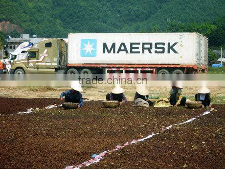 Viet Nam Star Aniseed