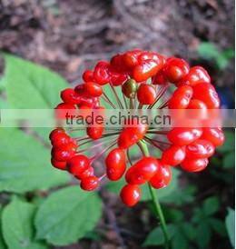 Siberian Ginseng Extract