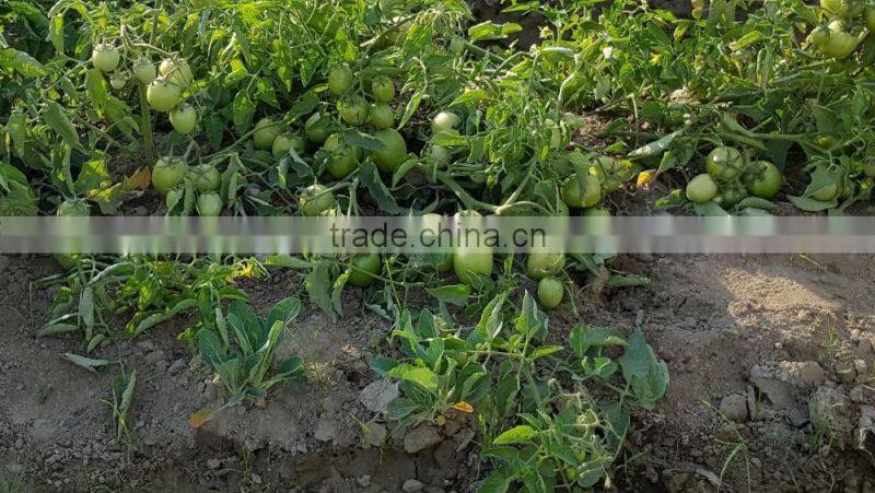 ROCKY F1 Hybrid Tomato Seeds