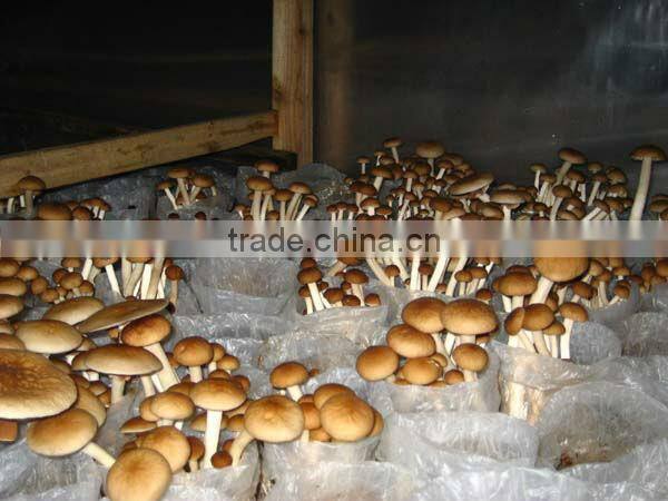 Agrocybe chaxingu Extract