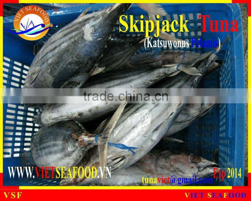WHOLE ROUND FROZEN SKIPJACK TUNA