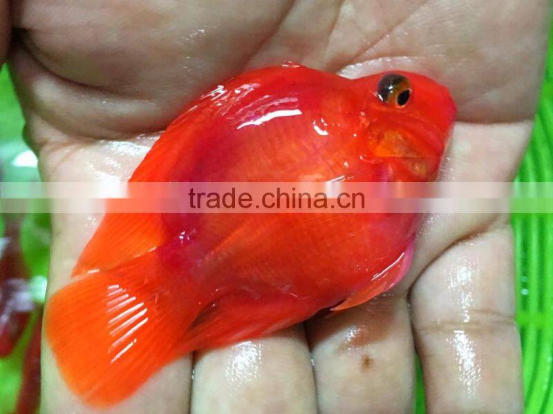 Red parrot cichlid aquarium fish from Thailand exporter