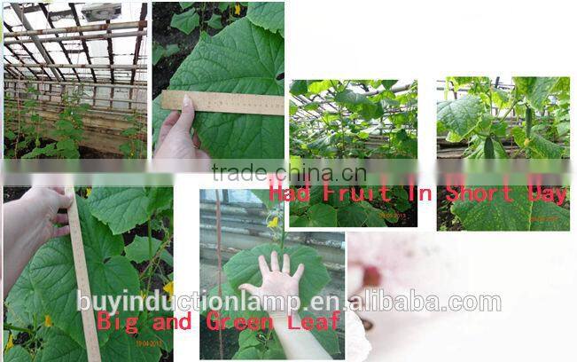 red and blue color induction vegetative grow lamps