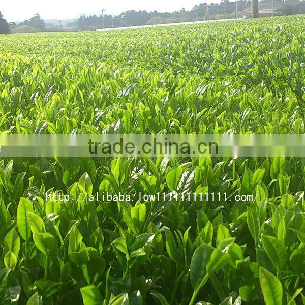 Made in japan high quality deep-steamed green tea price per kg for health