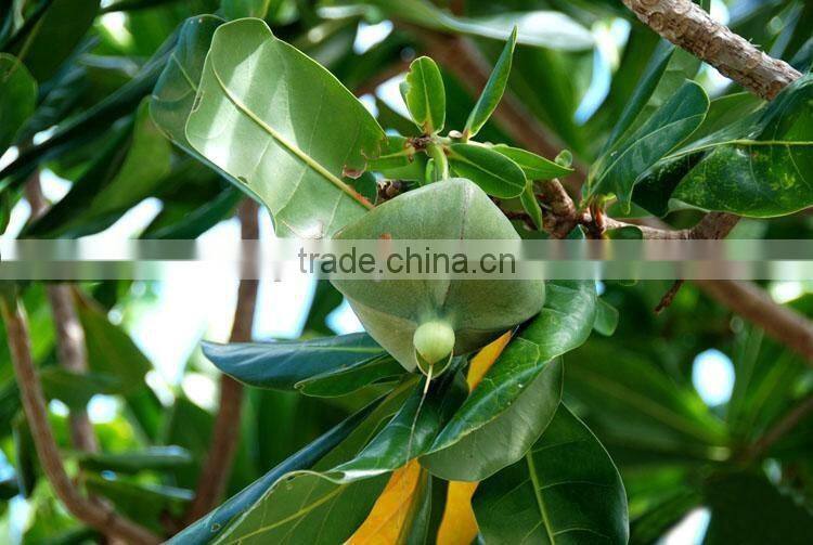 The landscape tree Barringtonia asiatica seedling