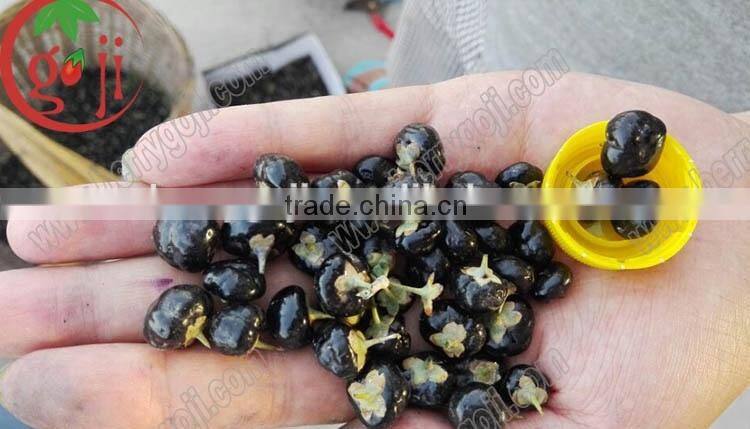 Manfacturer supply Chinese Black Goji Berries