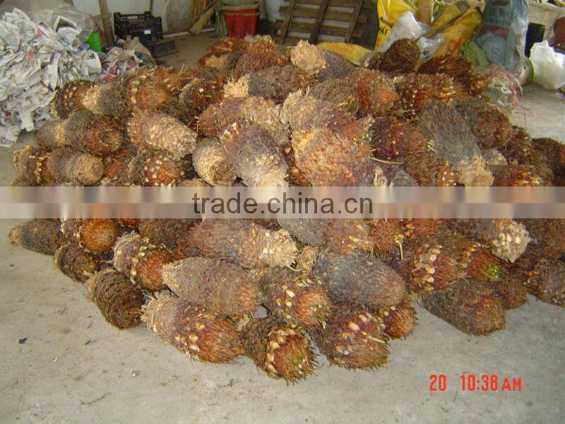 Cycas bulbs farms