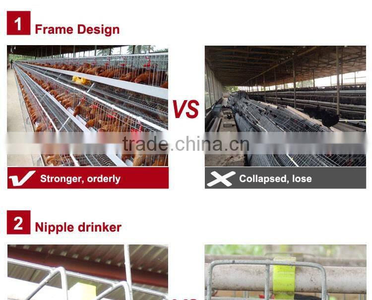 20 years lifespan A type of poultry egg chicken layer cage price