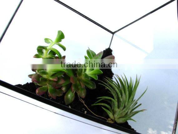 Tabletop Minimalist Decorate Geometric Cube Glass Terrarium