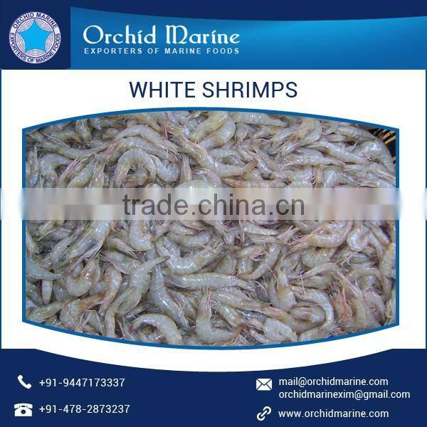 Best Quality Cost Effective White Shrimps of Natural Taste at Low Price