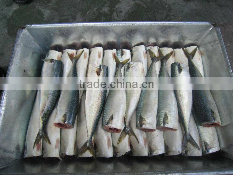 swallowtail butterfish grey pomfret pampus nozawae