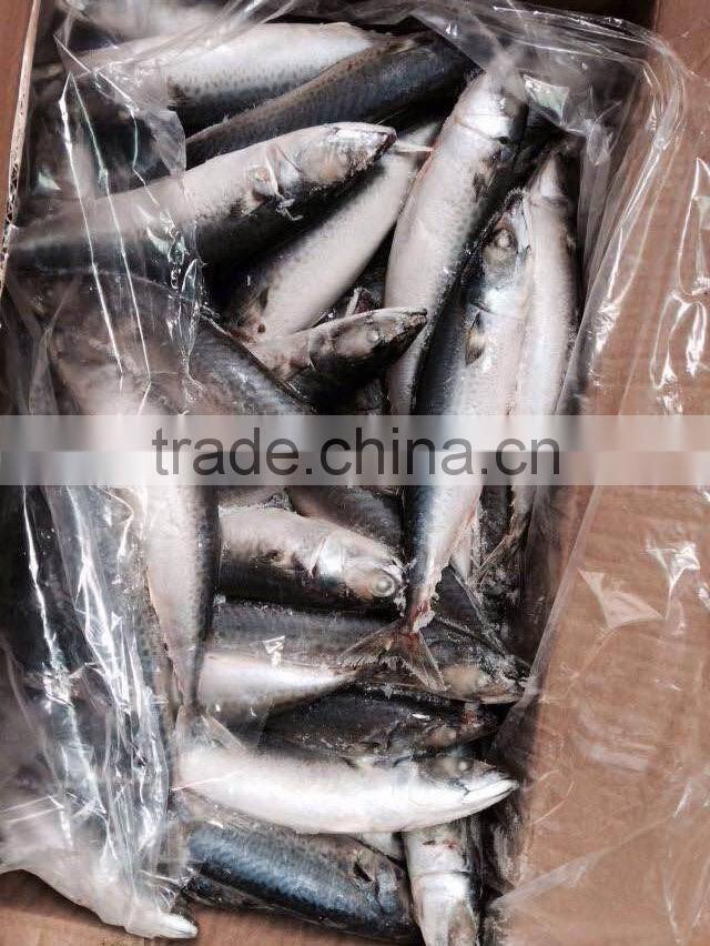 Land Frozen Mackerel Fish