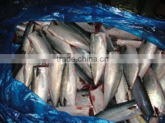land frozen pacific mackerel headless
