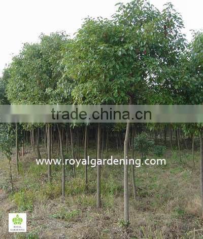 Cinnamomum camphora cold hardy plants