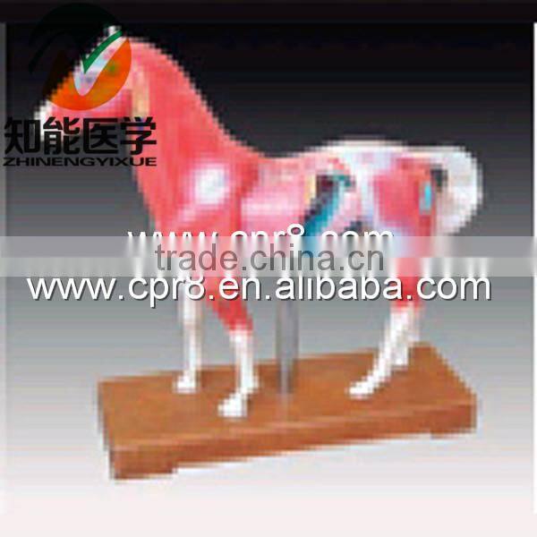 BIZ-Y1031 Horse acupuncture model