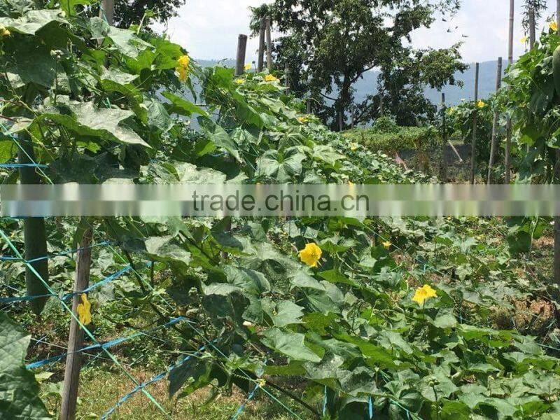 HAIRYALI F1 Hybrid Sponge Gourd Seeds