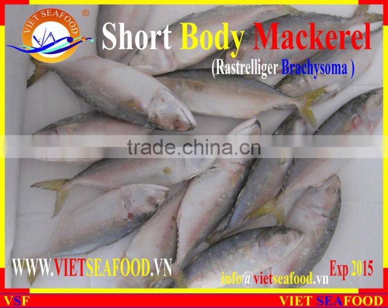 FROZEN SHORT BODY MACKEREL WHOLE ROUND