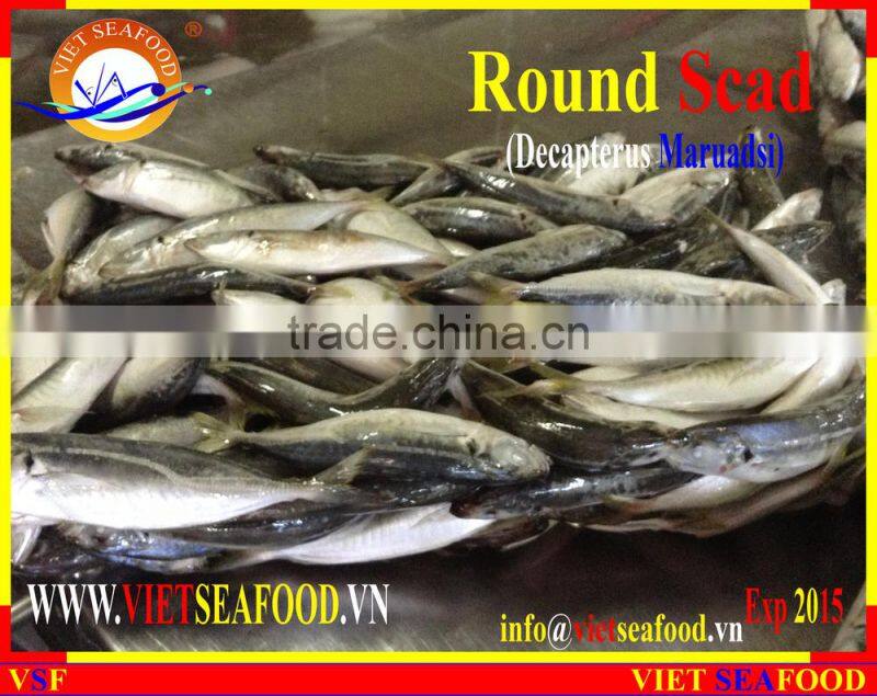 FROZEN MARUADSI (ROUND SCAD)