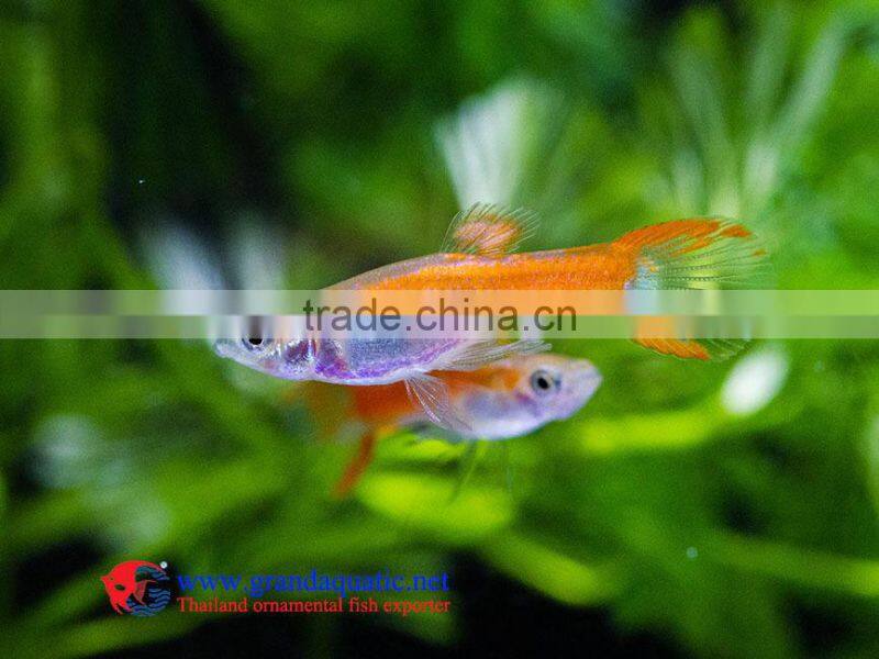 Live Ornamental Fish