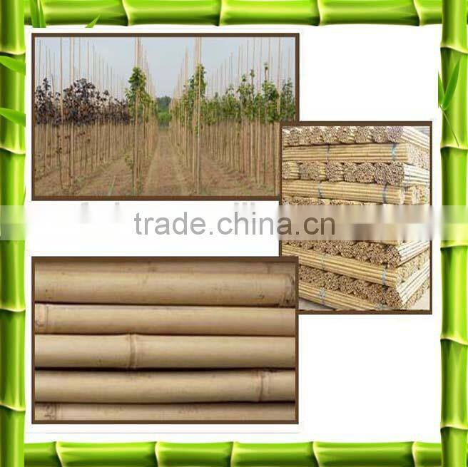 Wholesale bamboo poles /bamboo canes