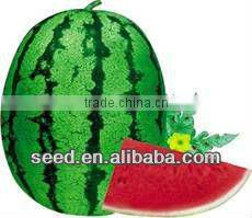 Improve No.6 chinese big size hybrid f1 watermelon seeds