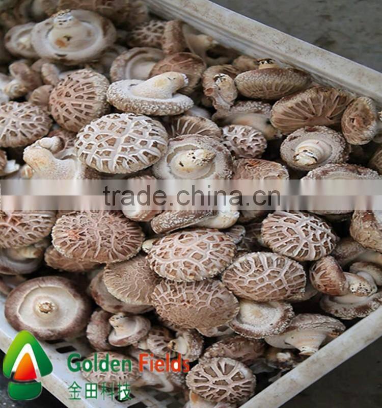 High quality and Anti-cancer wholesale dried shiitake mushroom