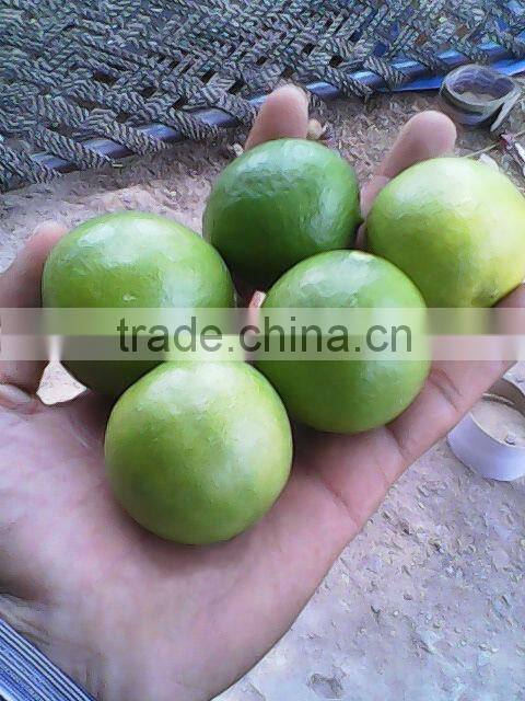 Fresh Lemon Supplier / Manufacture in India