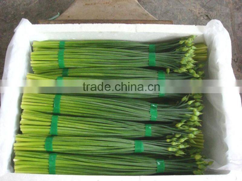 2015 new arrival hot sale fresh onion flowers from professional factory