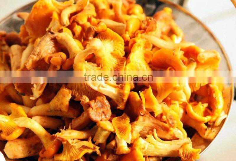 Top Quolity Rare Edible Chanterelles Mushroom Wholesale Price