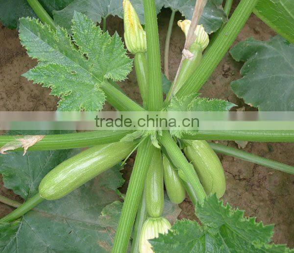 MSQ10 Bao high yield chinese vegetable seeds, hybrid squash seeds for sales
