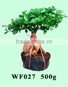 bonsai- ficus microcarpa