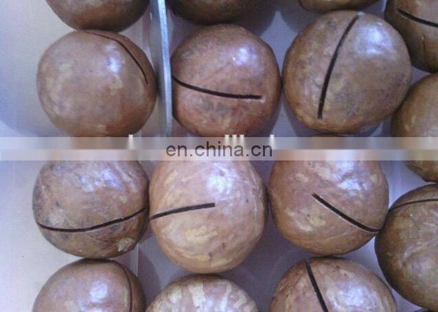 macadamia nut cracker machine macadamia nuts processing machine macadamia nut cracking machine
