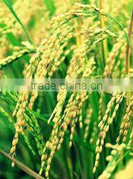 JAPONICA/ SUSHI/ CALROSE ROUND RICE 5% BROKENS