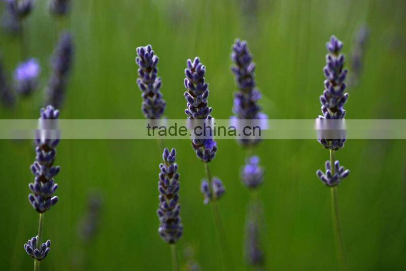 taiwan beauty products Lavender Loofah toilet soap brands